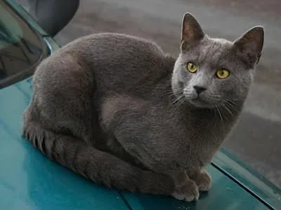 夏特尔猫的详细资料