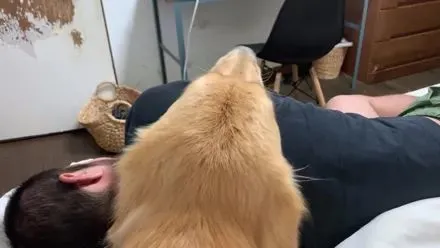 大金毛每天5点叫主人起床，不起来还放这个大招…笑喷了！