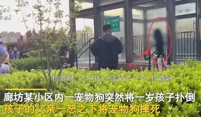 幼子被狗扑倒父亲当众将狗摔死，是护子心切还是行为过激？
