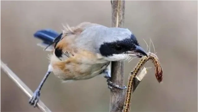 十大外表可爱内里凶残的动物，你以为大熊猫只会卖萌？