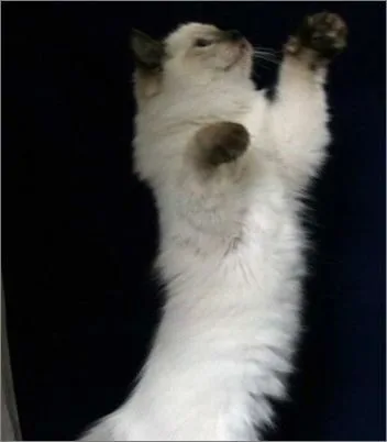 如何训练布偶猫扒抓木柱