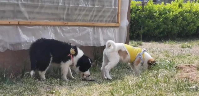 狗吓哭1岁儿童后遭家长摔死，狗主人：现在还要被骂，不敢再遛另一条狗