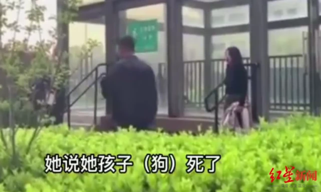 看法｜小区内狗吓哭小孩被家长摔死，律师：家长行为不构成紧急避险