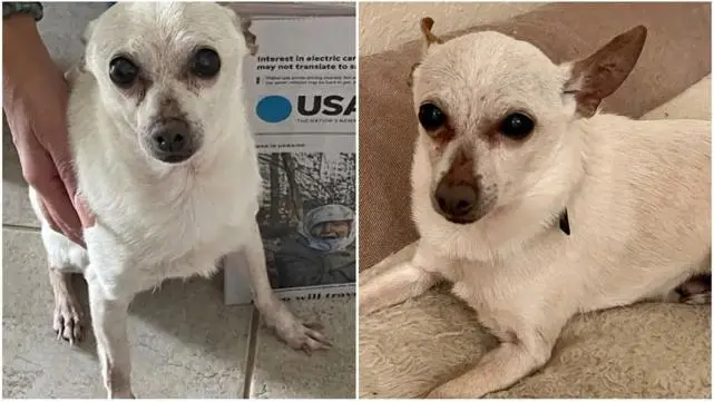 佛罗里达一只21岁的吉娃娃被评为世界上最长寿的狗