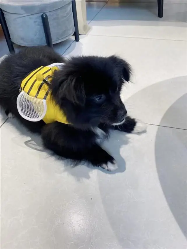 网友称流浪狗被收养后遭虐待，医生：伤情严重