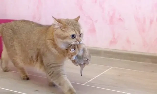 猫妈妈把孩子叼给你，想当“甩手掌柜”？铲屎官误会猫咪了