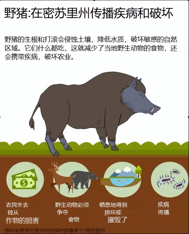 越南大肚猪入侵美国，破坏农作物、攻击人类，泛滥至今已600万只