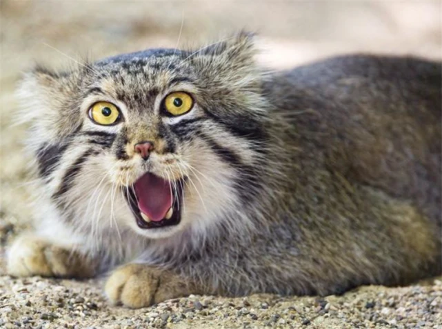 河西走廊出现兔狲，脸上挂着“泪痕”，为护3只幼崽只好攻击游隼