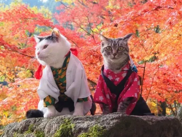 《鬼灭猫猫版》哈哈哈堕姬猫