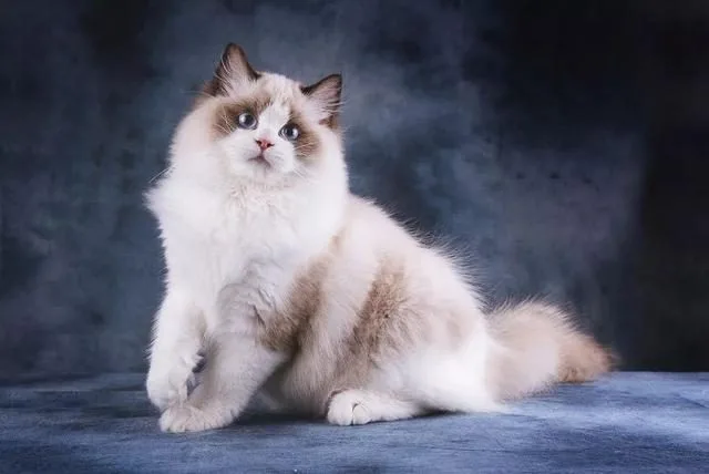 【布偶猫怎么养】布偶猫最正确的饲养方法