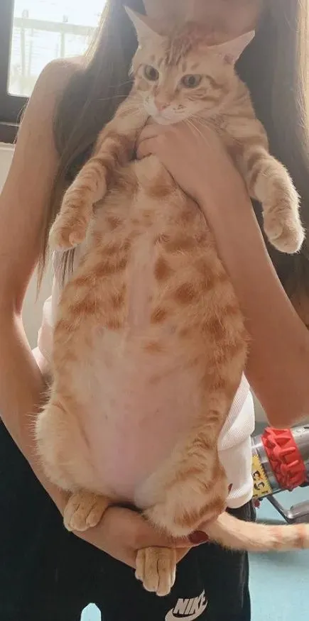 养橘猫一年前vs一年后，这真的是同一只猫？