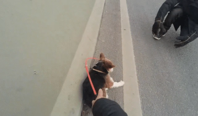 被困高架桥的哺乳期柯基串，在交警的帮助下，狗狗幸运地回到主人身边