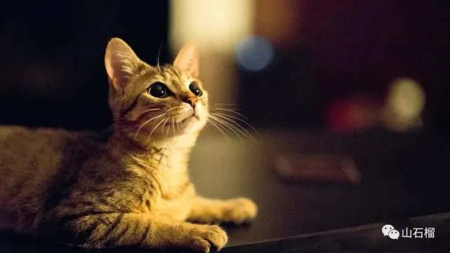 散文｜赵晶：养猫记