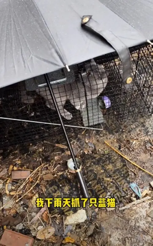 收养的流浪猫一摸肚子就咬人，一段时间后男子懂了：原来是怀孕了