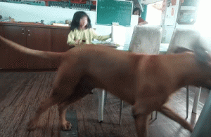 养了个180的大狗狗，小主人“崩溃”：它也太幼稚了吧！