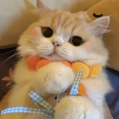 今日份猫咪情侣头像