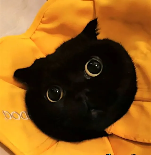 原来黑猫也有长得超丑的，哈哈哈哈～