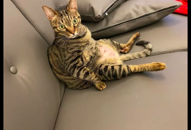 猫咪像人一样坐在沙发上，眼睛瞪得好圆，真怕下一秒开口说话了！