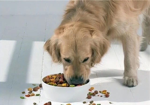 狗狗嘴臭怎么办？几个小窍门，教你轻松解决！