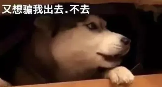 哈士奇拆家被主人发现，竟躲进这里，让主人保证不动手才肯出来！