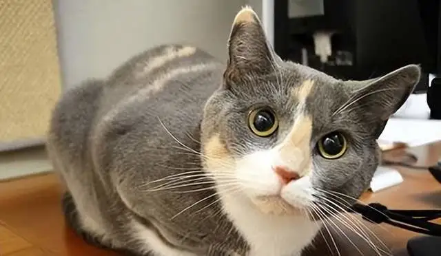 猫咪也可以训练？你可能只缺乏一些耐心