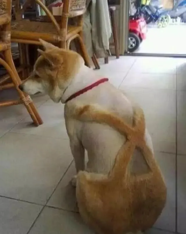6只被主人带去剃毛的宠物，哈士奇一照镜子就崩溃，柴犬被气哭！