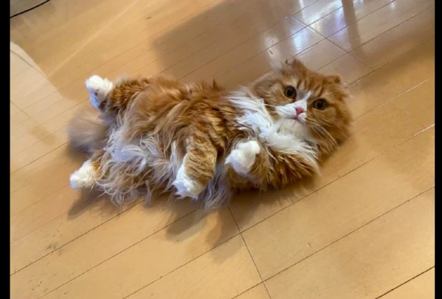 猫咪没吃饱，直接躺在地上向主人撒娇，这眼神谁能顶得住啊！