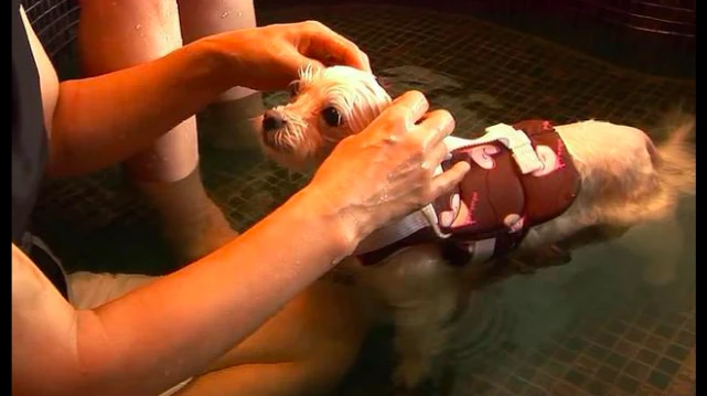 狗狗不能看见有人握手，要不然就会大发雷霆，家人都不能同桌吃饭