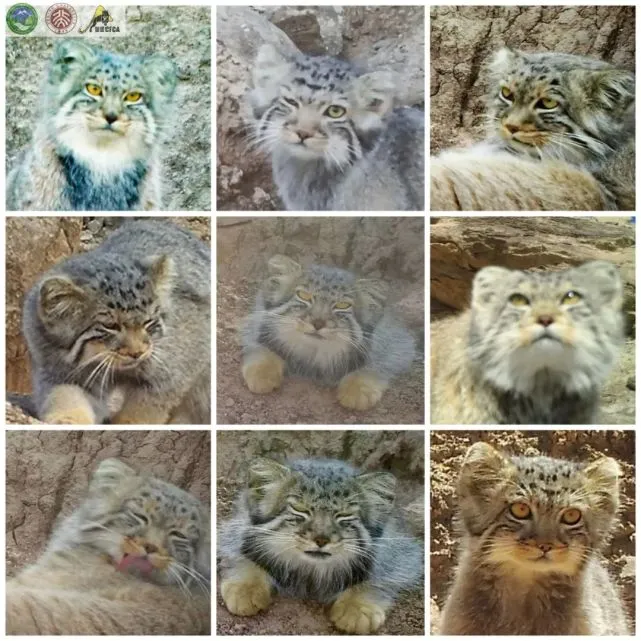 兔狲：每平方厘米9000根毛，我不胖谁胖！