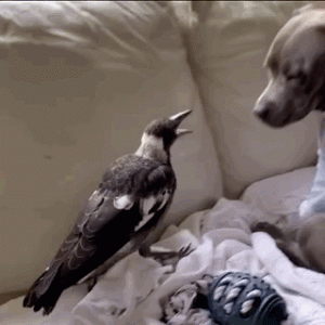 狗跟喜鹊待久了竟开始假孕分泌乳汁…鸟：我把你当朋友，你却想当我妈？！