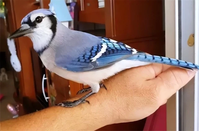 9年前姑娘救了一只鸟，患癌后鸟儿救活了她