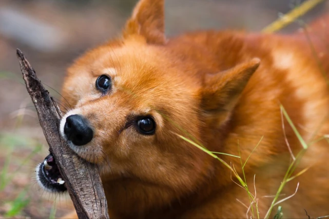 狗的返祖行为真的很可怕，其中原因与人类有关，我们应该思考了
