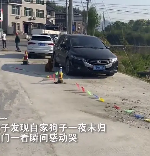 大黄狗一夜未归，女子隔天找到汪时被感动了：最忠诚的家人