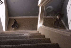 小哈士奇滚下楼梯，狗妈妈一脸冷漠看着：不想管