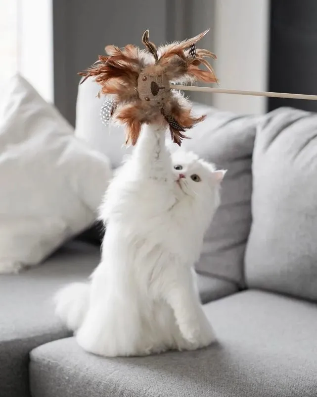 最近火出圈的“梦中情猫”，每张照片都能当壁纸！