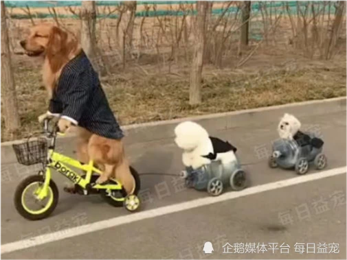 花了几个月时间，终于教会金毛骑单车，结果却一发不可收拾！