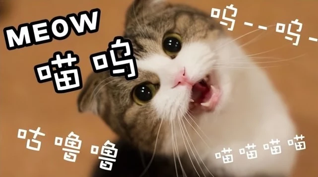 当你的猫咪凌晨四点叫醒你：什么事？