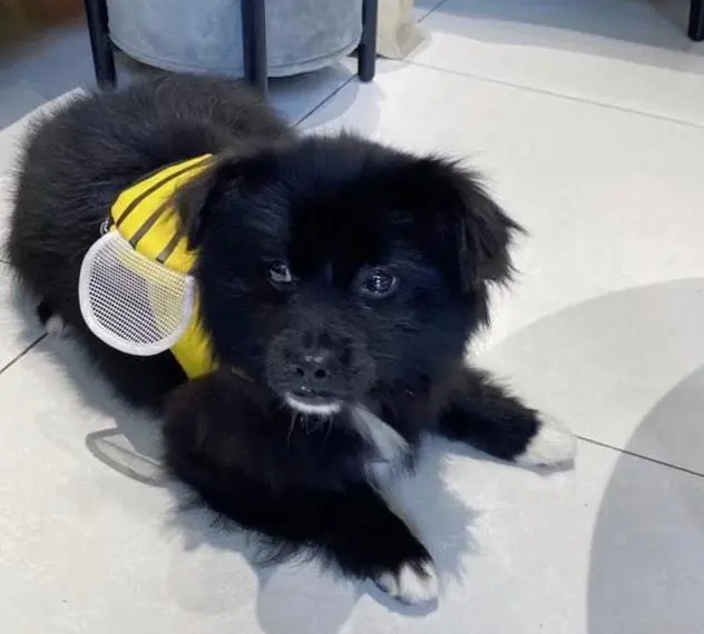 流浪狗被收养后，身上出现多处“伤痕”：不爱为什么要领养？