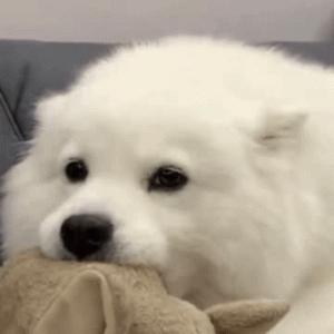 我支持动物保护立法！