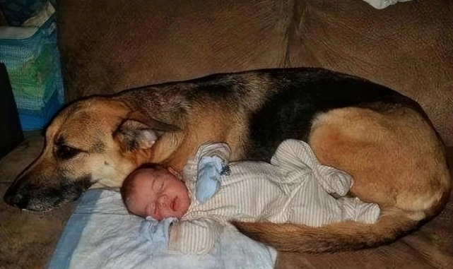 幼犬将1岁幼儿吓哭，父亲一气之下将狗摔死