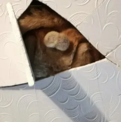 天花板突然裂开，主人拿东西拨开一看，当场气炸了