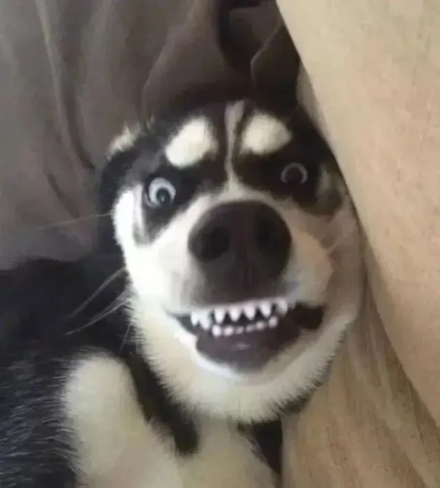 二哈把健身房里的哑铃认成骨头，把牙齿啃断一半