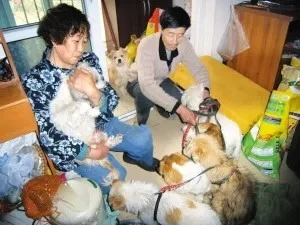 抛弃丈夫儿女，愿捐全身所有器官救流浪猫狗，爱狗人士有多疯狂？