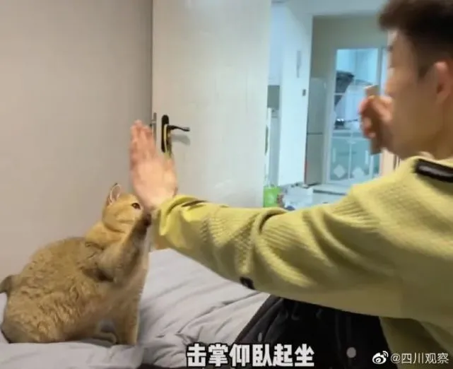 没有一口猫粮是白吃的！杭州博主居家锻炼，10斤重的小猫成“装备”