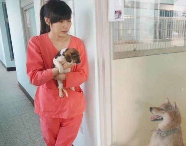 2016年，给700只流浪狗安乐死的台湾女孩，将最后一针留给自己
