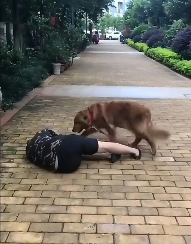 狗子献身救主固然令人感动，但现实中更多的朴素忠诚同样难能可贵