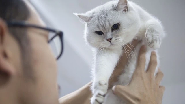 毒猫粮背后：猫崛起了，猫粮没有