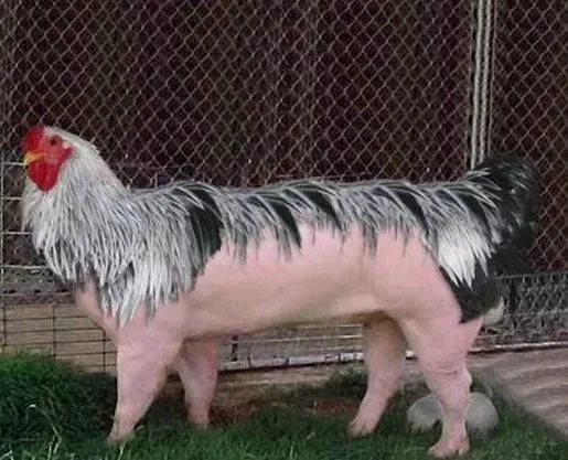 稀奇！太稀奇了！你绝对没有见过的稀世奇照！