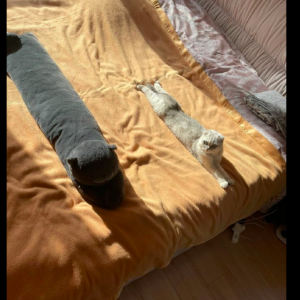 猫咪总是平趴在床上，也不知道跟谁学的，当看到玩具后就破案了！