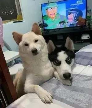 柴犬对二哈做出这个动作彰显地位：一看就知道谁才是老大了！